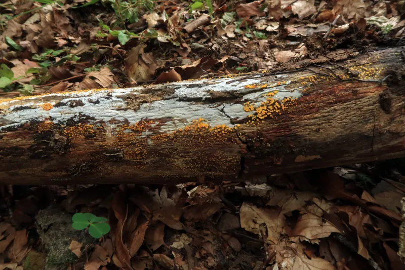 Calycina citrina 1 - IMG_8672